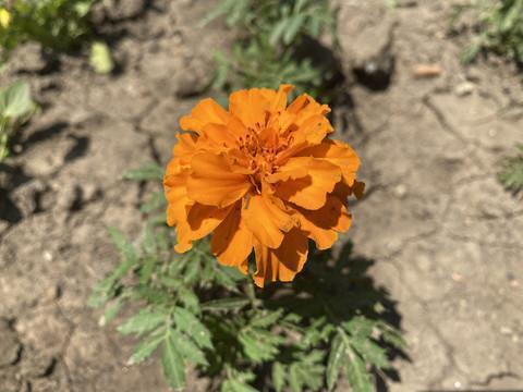 2021圣诞节经典祝福语(精选57句)