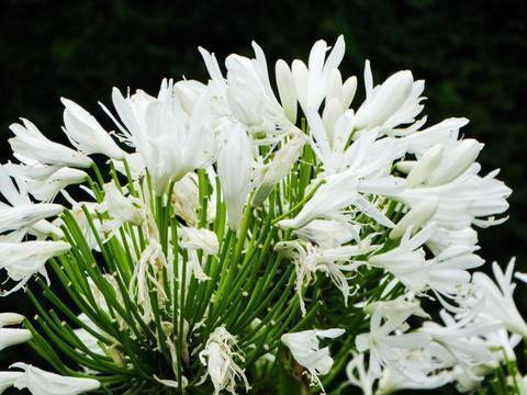 小清新新婚祝词大全