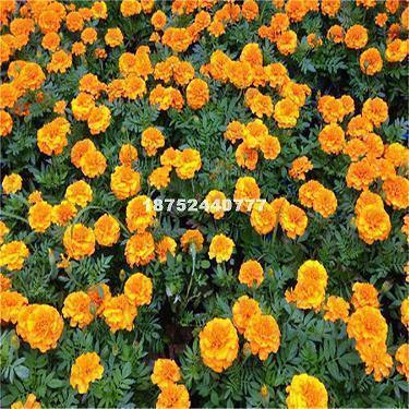 关于分手爱情唯美伤感句子说说心情短语(精选77句)