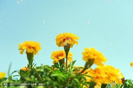 花阶柳市