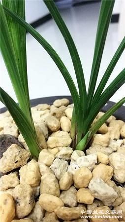 远水救不得近火