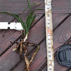 十二月你好简短说说16句