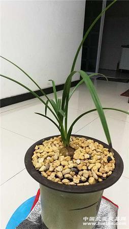 2020老公生日快乐祝福语简短