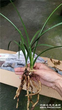 秉政当轴
