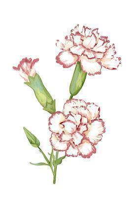 蒆
