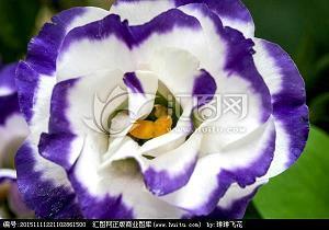 和朋友出去逛街的心情说说 和朋友逛街的心情说说(精选20句)