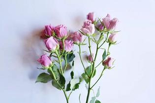 龙溪