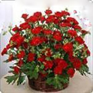 最新元旦短信祝福语(精选77句)