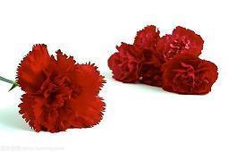 光棍节结束单身的句子