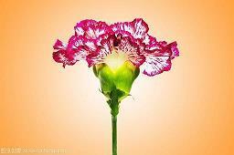 菑畲