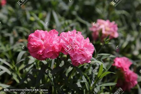 2020年最扎心的唯美语录