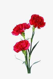 2021鼠年给老师的祝福 鼠年给老师拜年微信祝福语