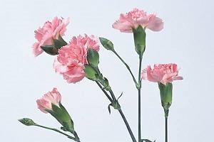 蒇
