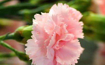 菣