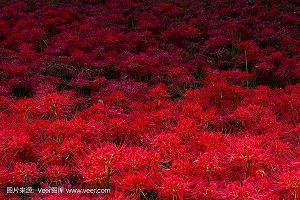 爱情诗句要感动爱人的_伤感爱情诗句