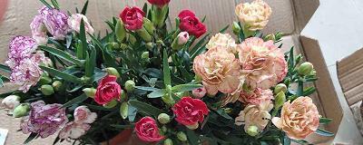 智齿痛的幽默说说(精选30句)