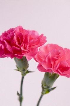 七夕浪漫简短情话说说 七夕浪漫简短情话