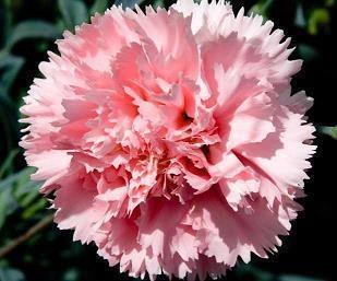 四个人友情句子很拥挤吗