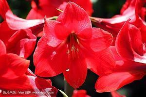 祝福新婚的话