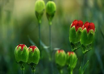 龙虱