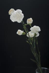 膝行蒲伏