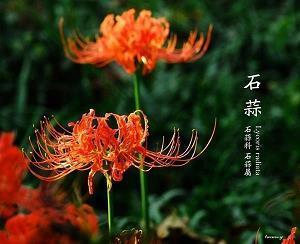 关于同学重逢的唯美句子