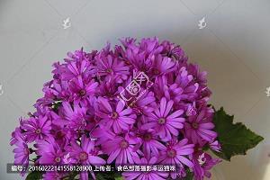 有些人明知道不可能，还是忍不住的爱上了_对有些人心寒的句子