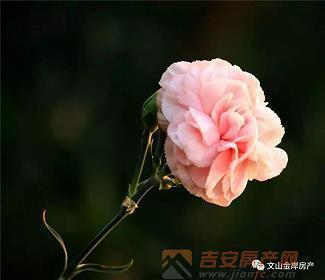 鲜嫩