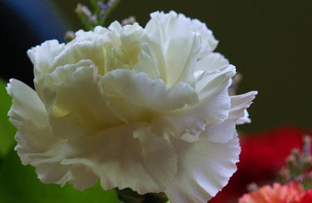 妇女节的优美句子27句