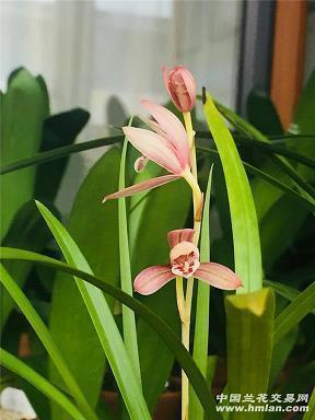 鼎纶