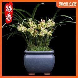 鱌