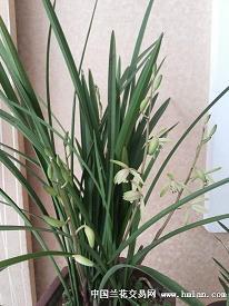 2021除夕祝福语简短唯美句子说说文案大全