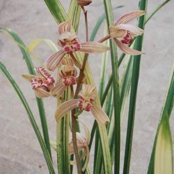 鼠腹蜗肠
