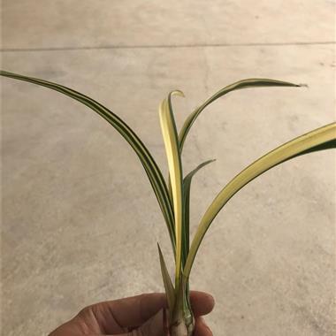 情绪影响心情的说说32句