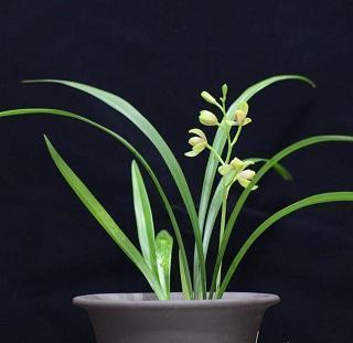 2020冬至创意优美文案