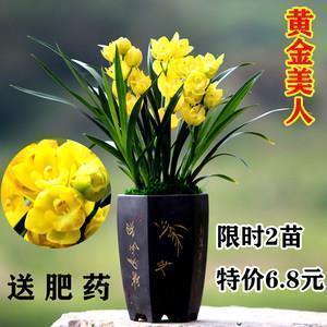 运智铺谋
