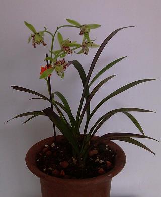 2020圣诞平安夜祝福语简短句子