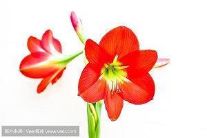 福