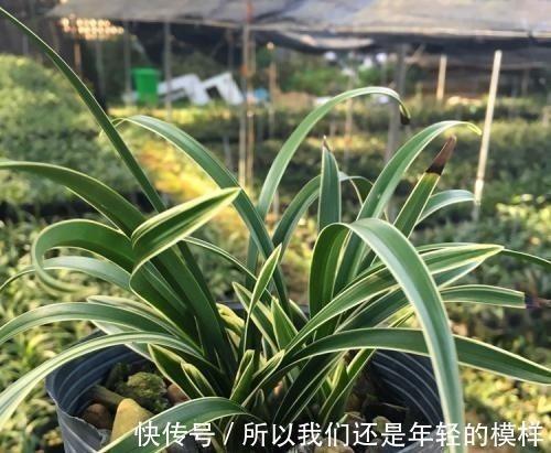 钓名沽誉