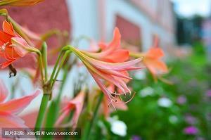 昆虫记中的好句好段