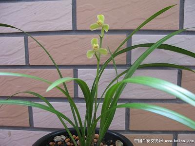 鹒