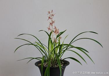 筿
