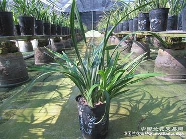 2021年元旦节祝福短信句子八十句