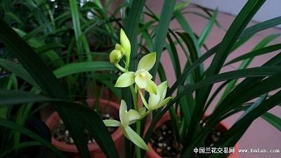 关于七月初七的说说 七夕句子图片大全