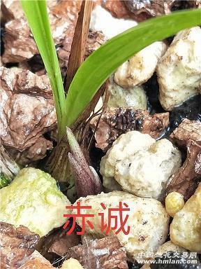髯士