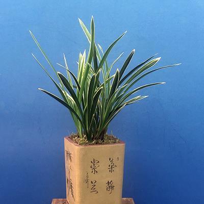 豶