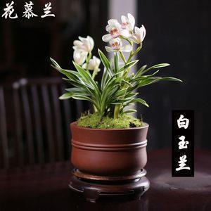 鹍皮