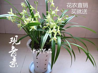 骅駬