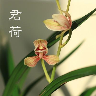 羁思