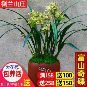 肆言无忌